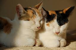 Cat Urinary Tract Disease